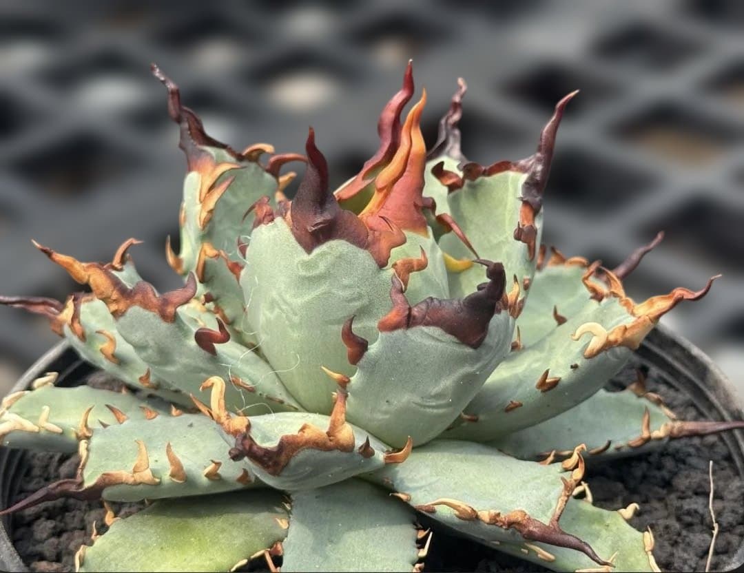 アガベ　ハイブリッド　 妖炎姬嚴龍　エボリスピナ×チタノタ　特選親株の直子