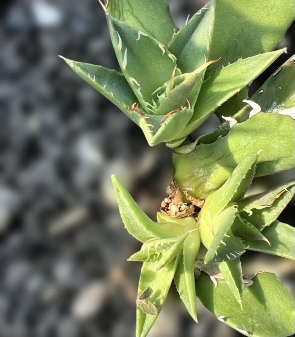 アガベ　ハイブリッド　 妖炎姬嚴龍　エボリスピナ×チタノタ　特選親株の直子