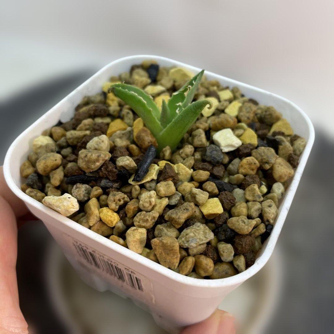 アガベ　ハイブリッド　 妖炎姬嚴龍　エボリスピナ×チタノタ　特選親株の直子