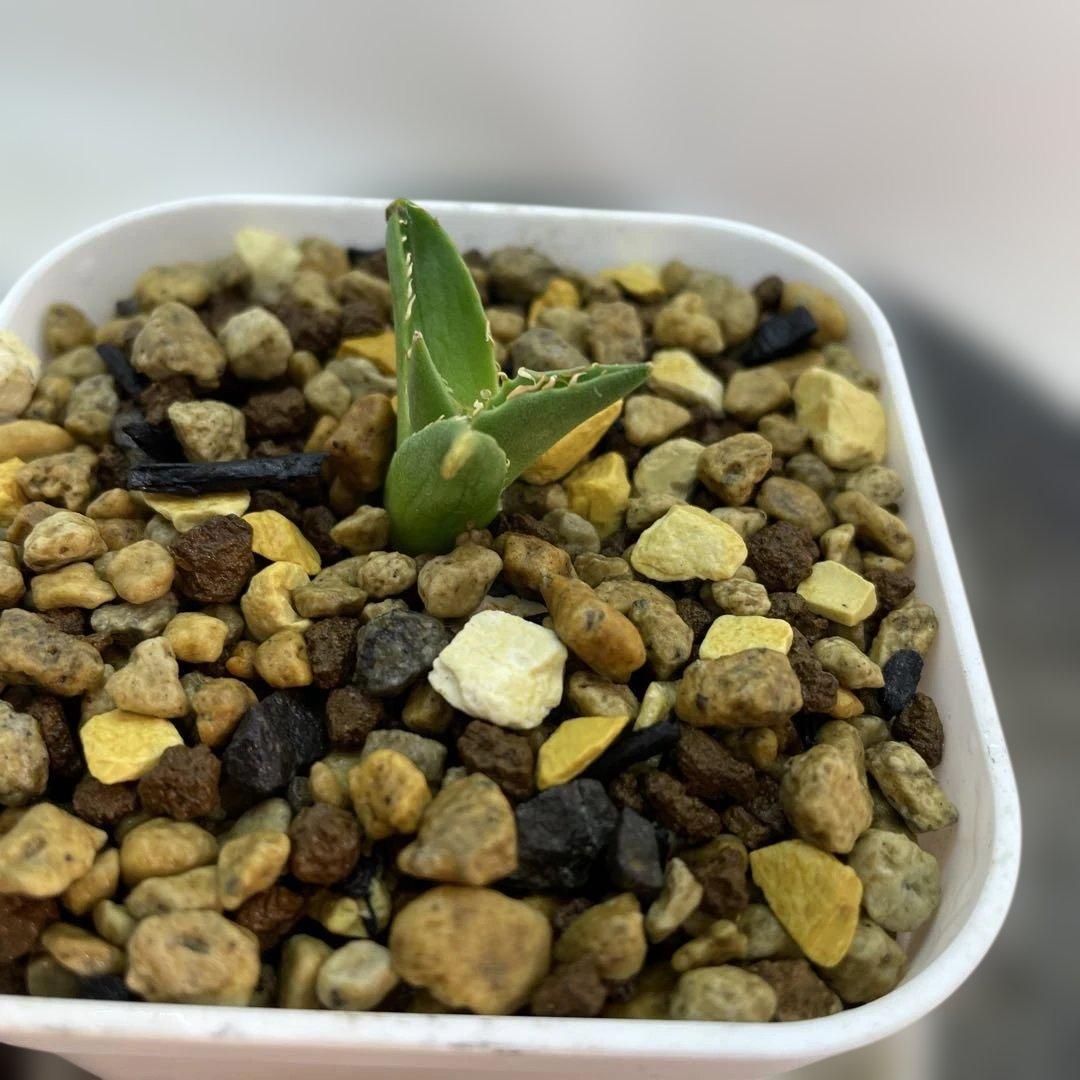 アガベ　ハイブリッド　 妖炎姬嚴龍　エボリスピナ×チタノタ　特選親株の直子