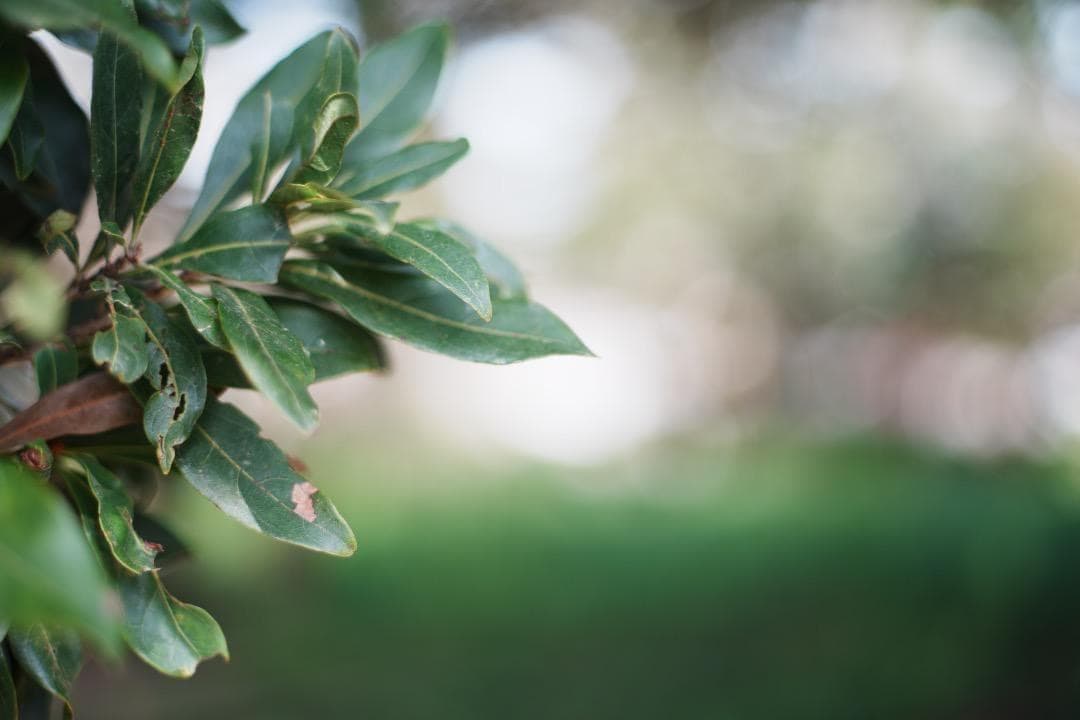 オリケ【美品】Ai Nikkor 50mm F1.8 625