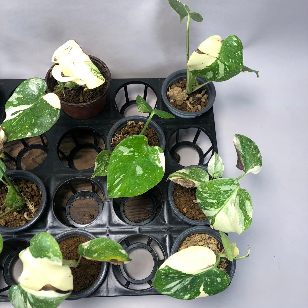 s*a様 10株セットms57訳あり【特別選抜】モンステラ・タイコンステレーショ