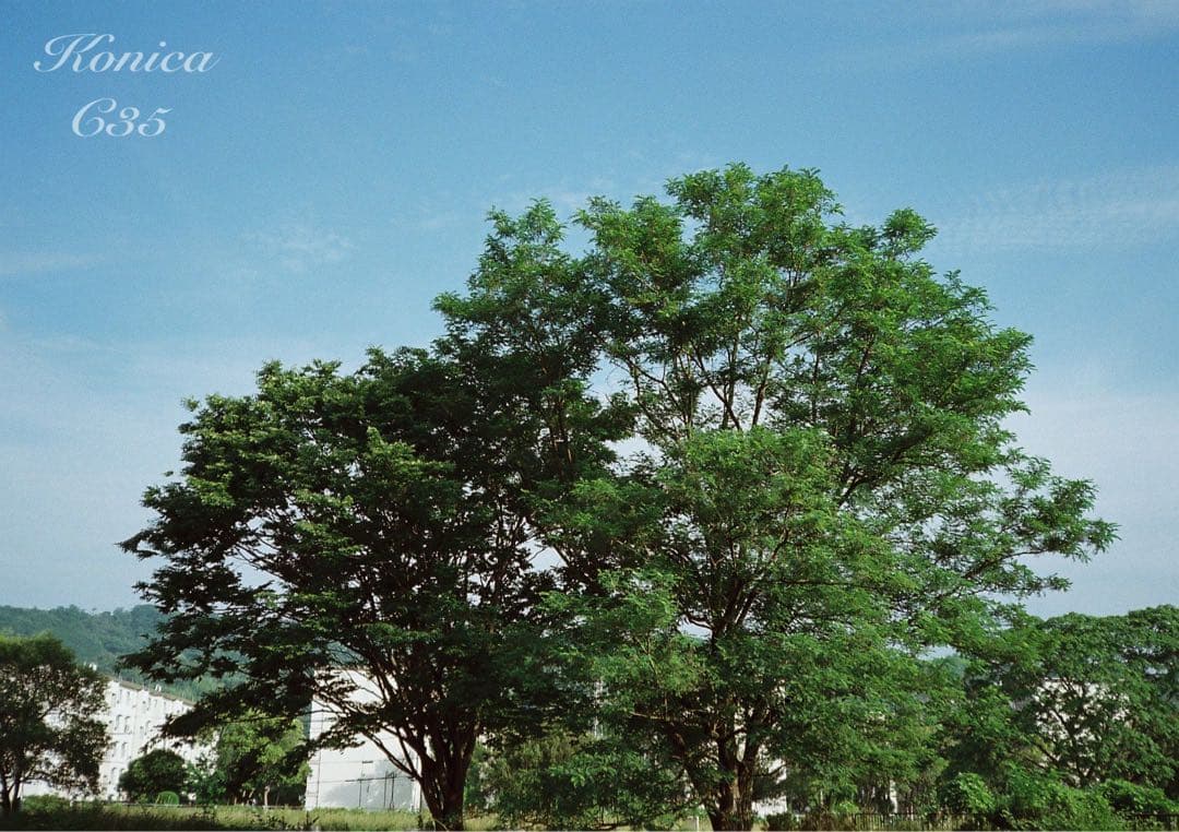 ★希少・完動品★konica c35★本革外装＊美品＊初期保証★フィルム入門に！