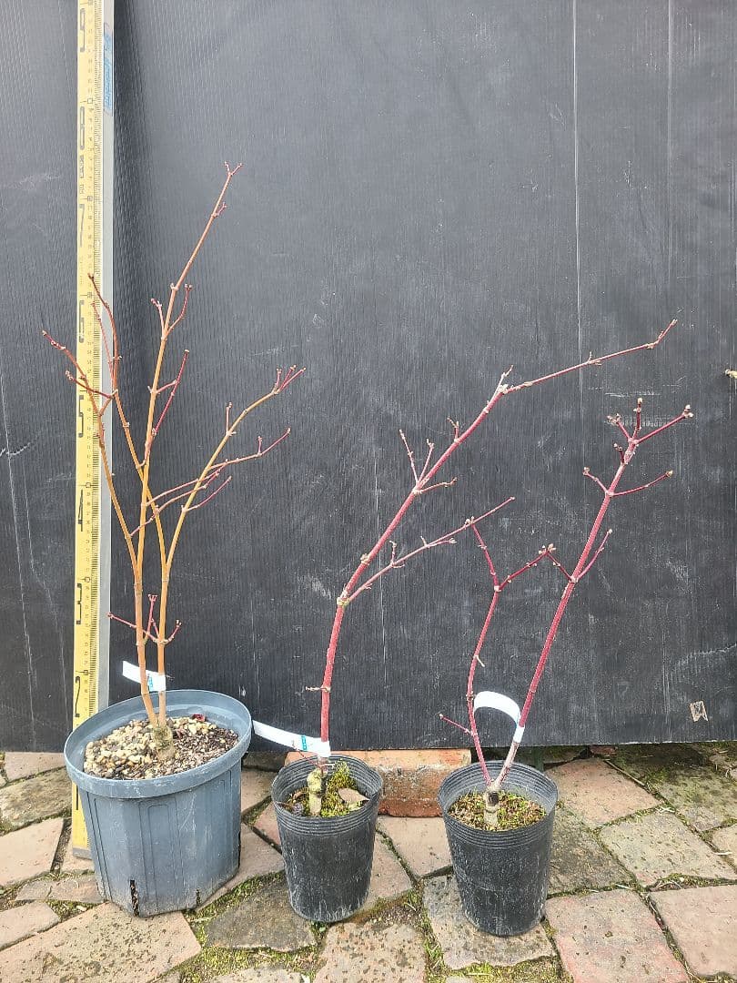 もみじ 接木苗 3本セット｜秋華・竜松院・大勇｜計3株 まとめ売り｜コレクション