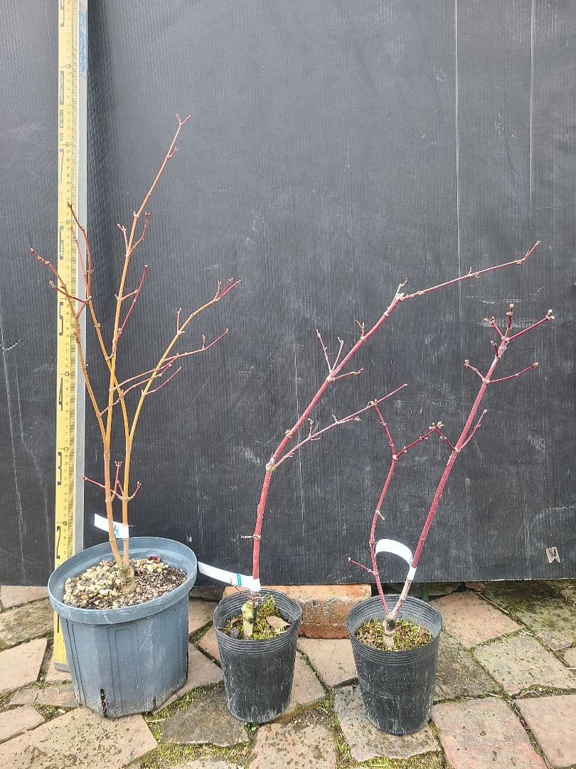 もみじ 接木苗 3本セット｜秋華・竜松院・大勇｜計3株 まとめ売り｜コレクション