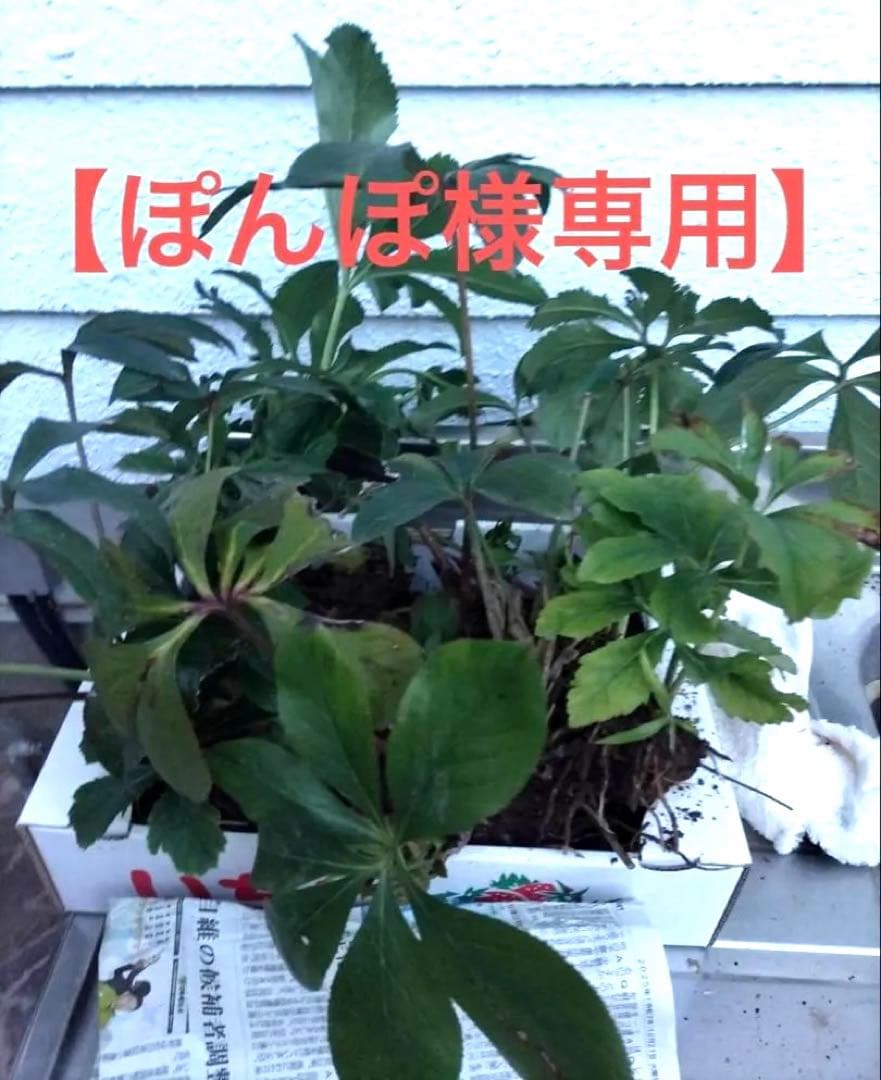 【ぽんぽ】クリスマスローズ苗　訳ありおまとめセット　ゆうゆうメルカリ便