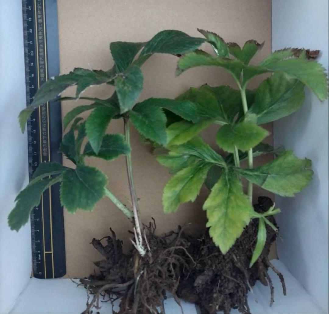 【ぽんぽ】クリスマスローズ苗　訳ありおまとめセット　ゆうゆうメルカリ便