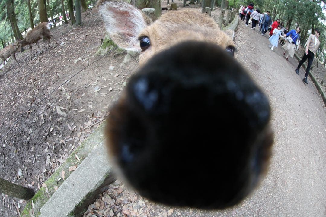 【最終値下げ】Canon EF 8-15mm f/4L Fisheye USM