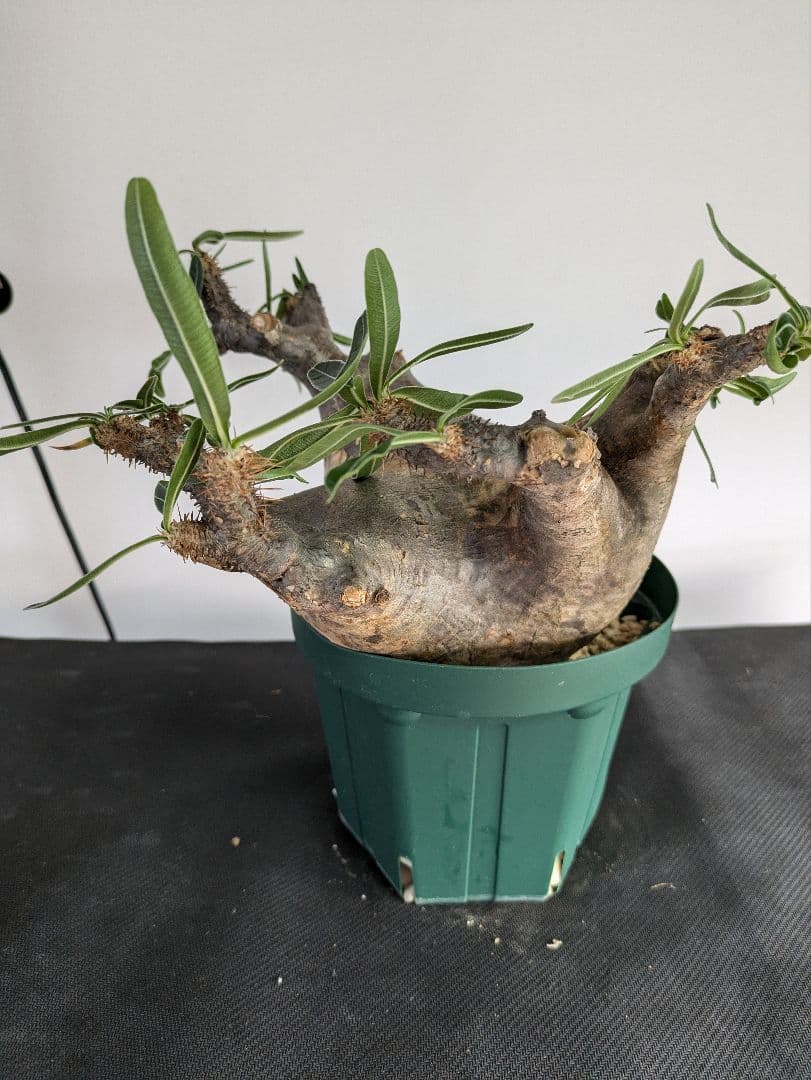 大型　パキポディウム　グラキリス