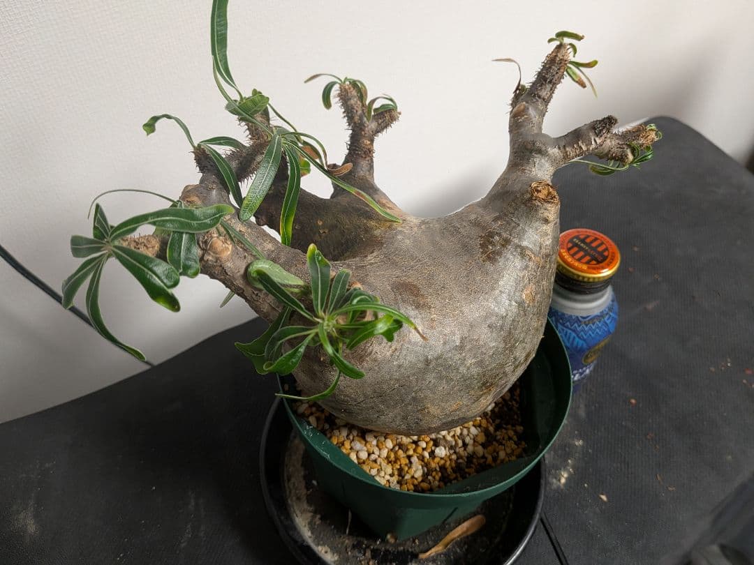 大型　パキポディウム　グラキリス