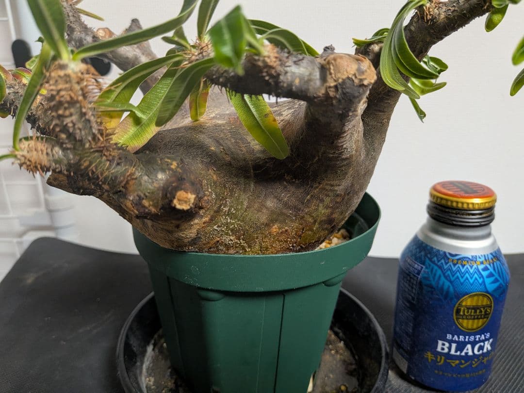 大型　パキポディウム　グラキリス