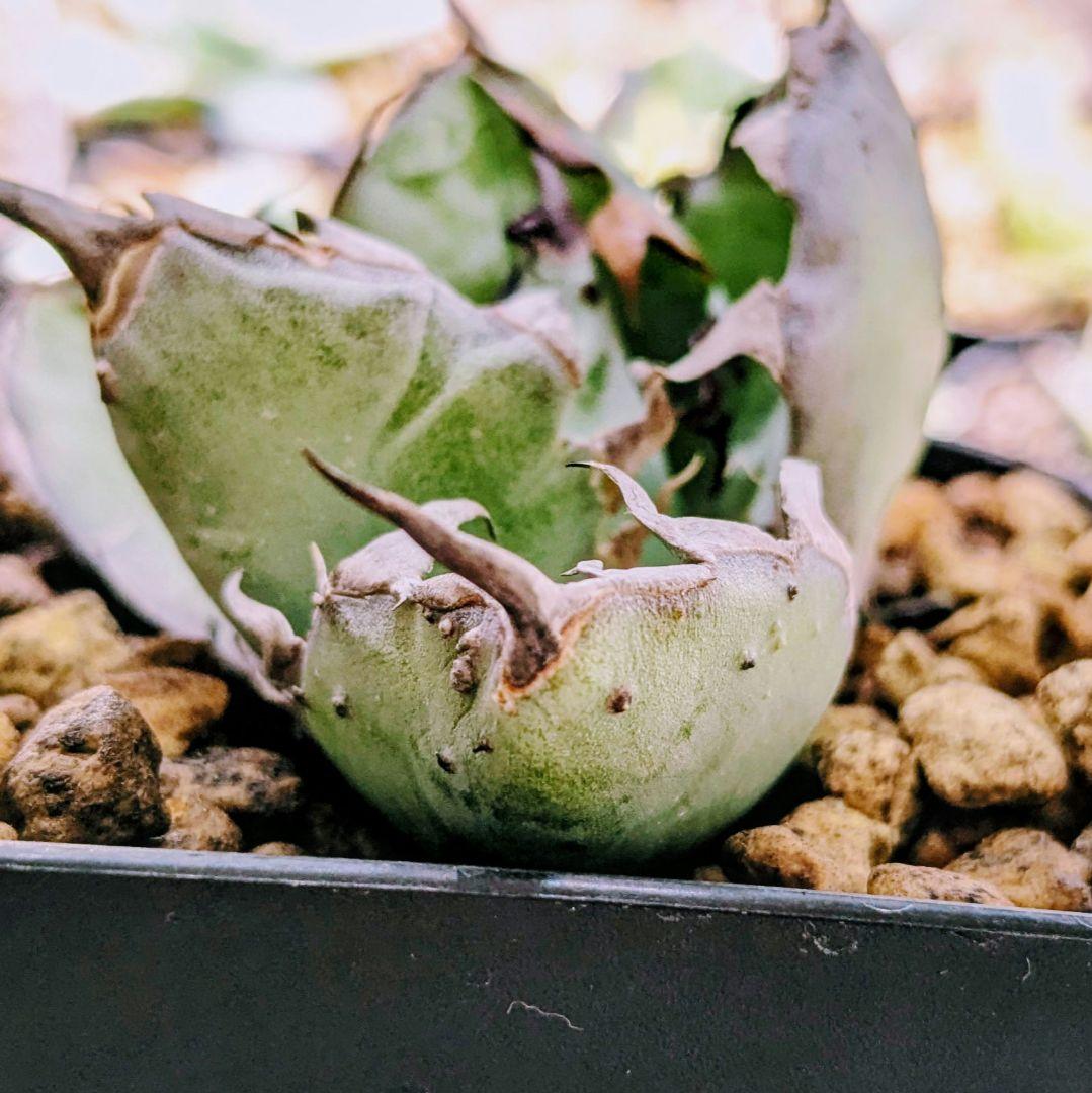 チタノタ　惡魔BB×2 ラクラクメルカリ便に変更