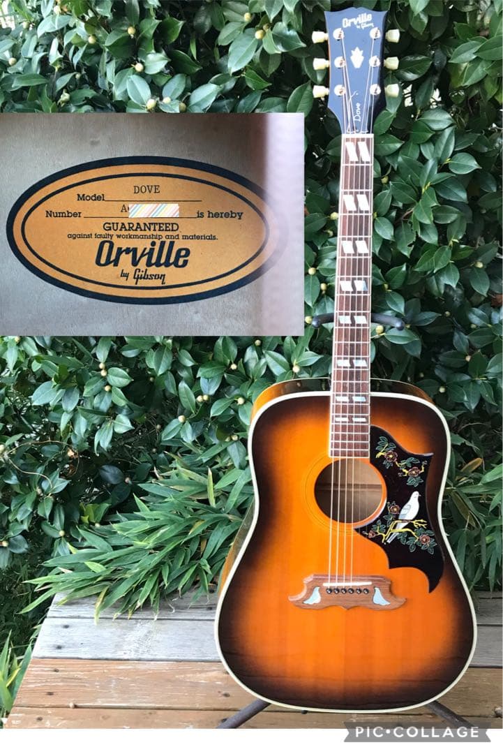 Orville by Gibson DOVE ギブソン