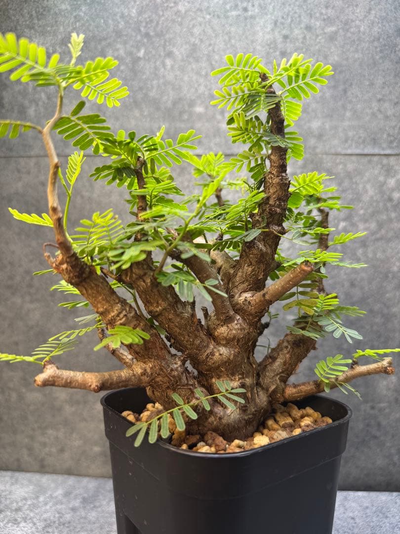 センナ　メリディオナリス　海外実生　発根済み　354