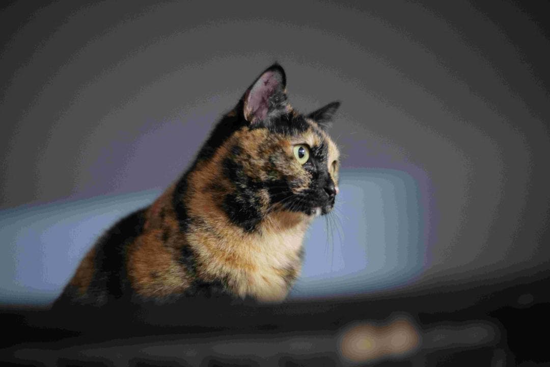 Carl Zeiss Jena Biotar 75mm f1.5 OH済