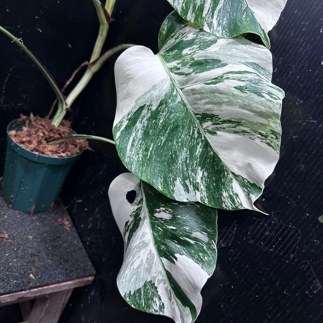 r*i様 斑入りモンステラ ホワイトタイガー極美大株65cm白斑多