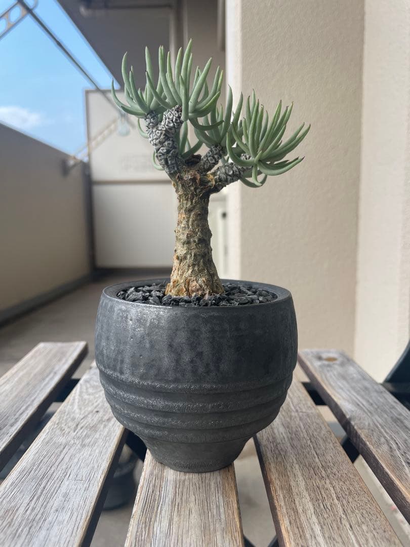 即日発送　チレコドン　ペアルソニー　実生　田中元将　作家鉢セット　3寸　冬型塊根