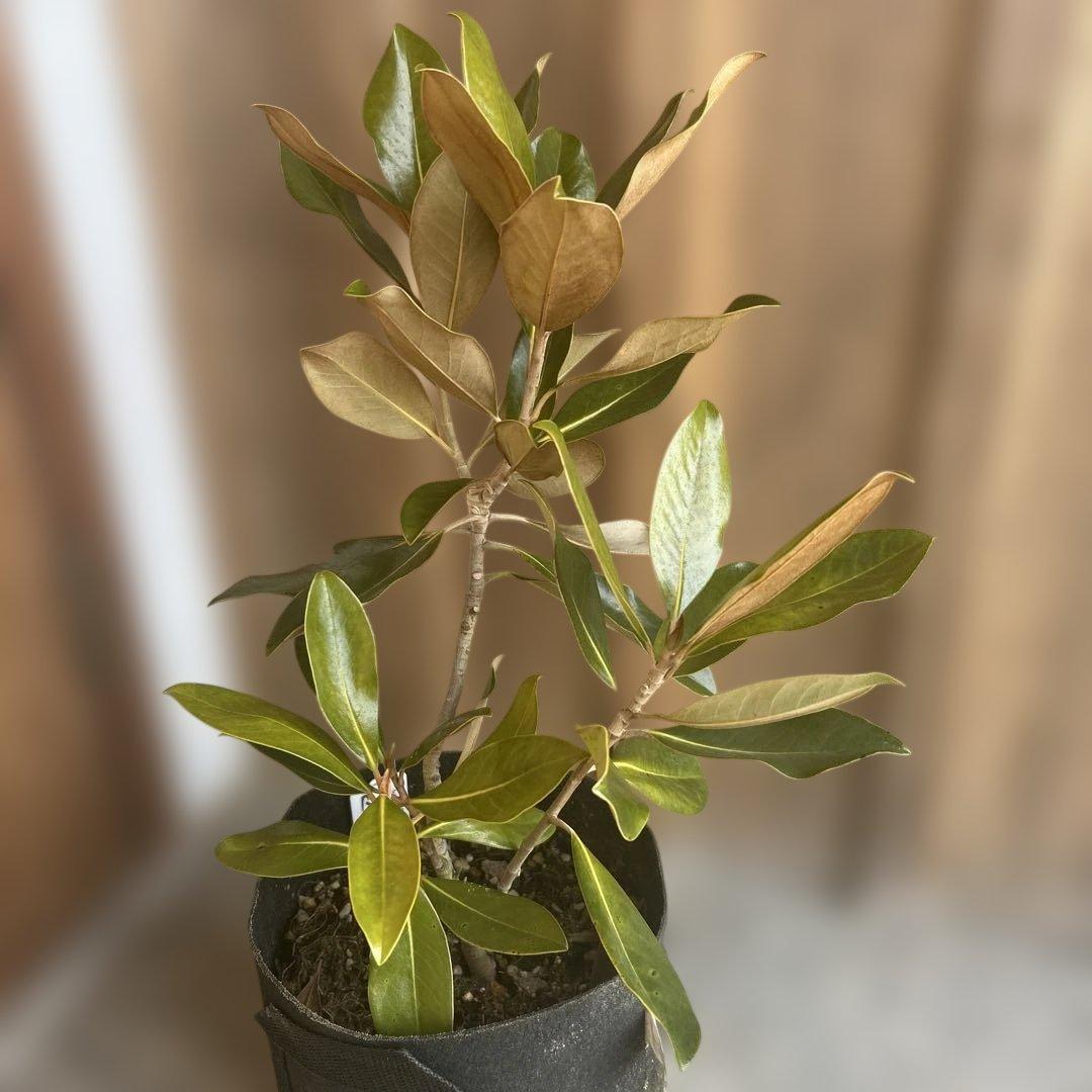 宝*箱様 常緑樹　リトルジェム