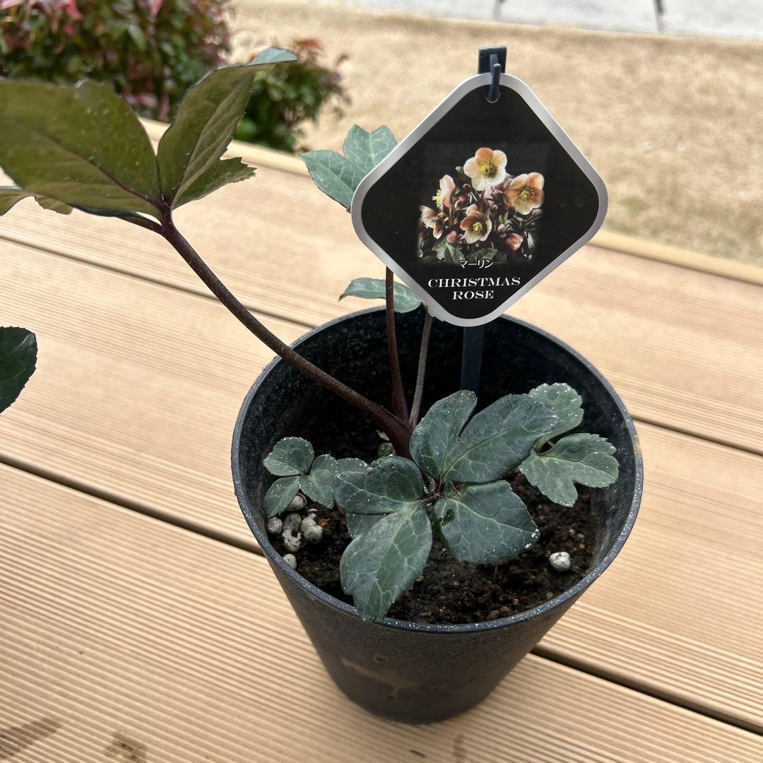クリスマスローズ苗　クリスマスローズ　交配種　開花見込み株　6鉢価格