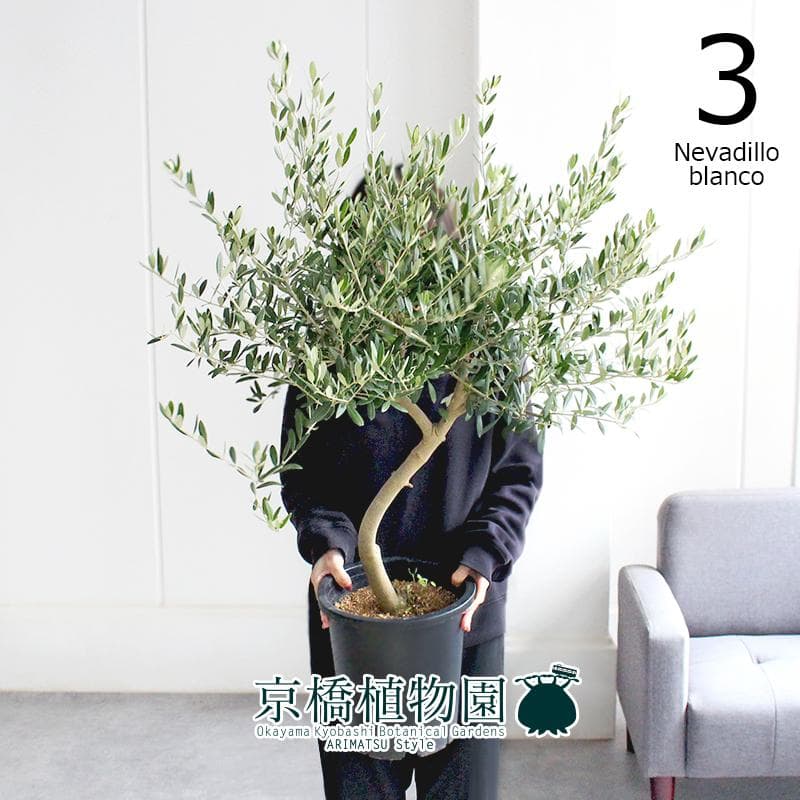 【現品】オリーブ　8号　黒鉢（3）ネバディロブランコ＜S-3＞