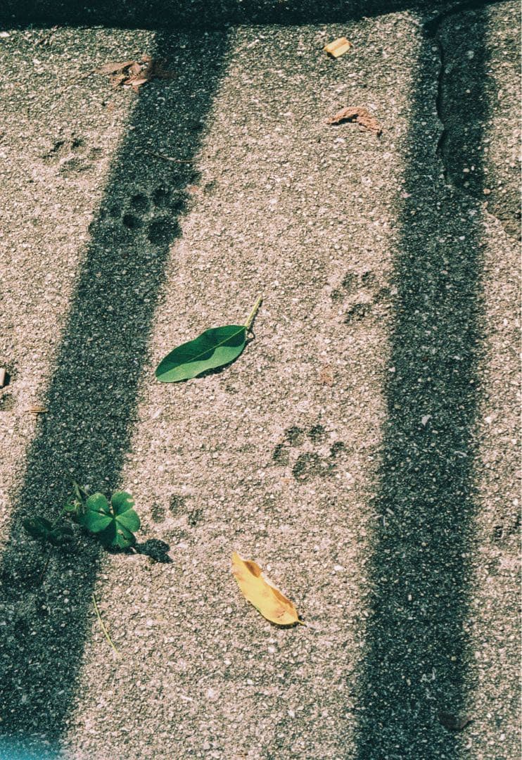 【作例あり】OLYMPUS PEN F 38mmf1.8付き