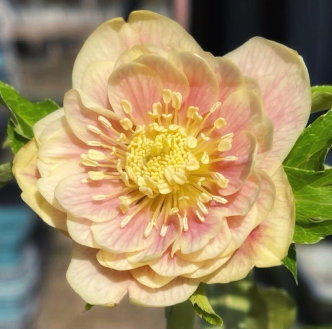 クリスマスローズ　ソレイユ dd　極上ぼかし　交配苗