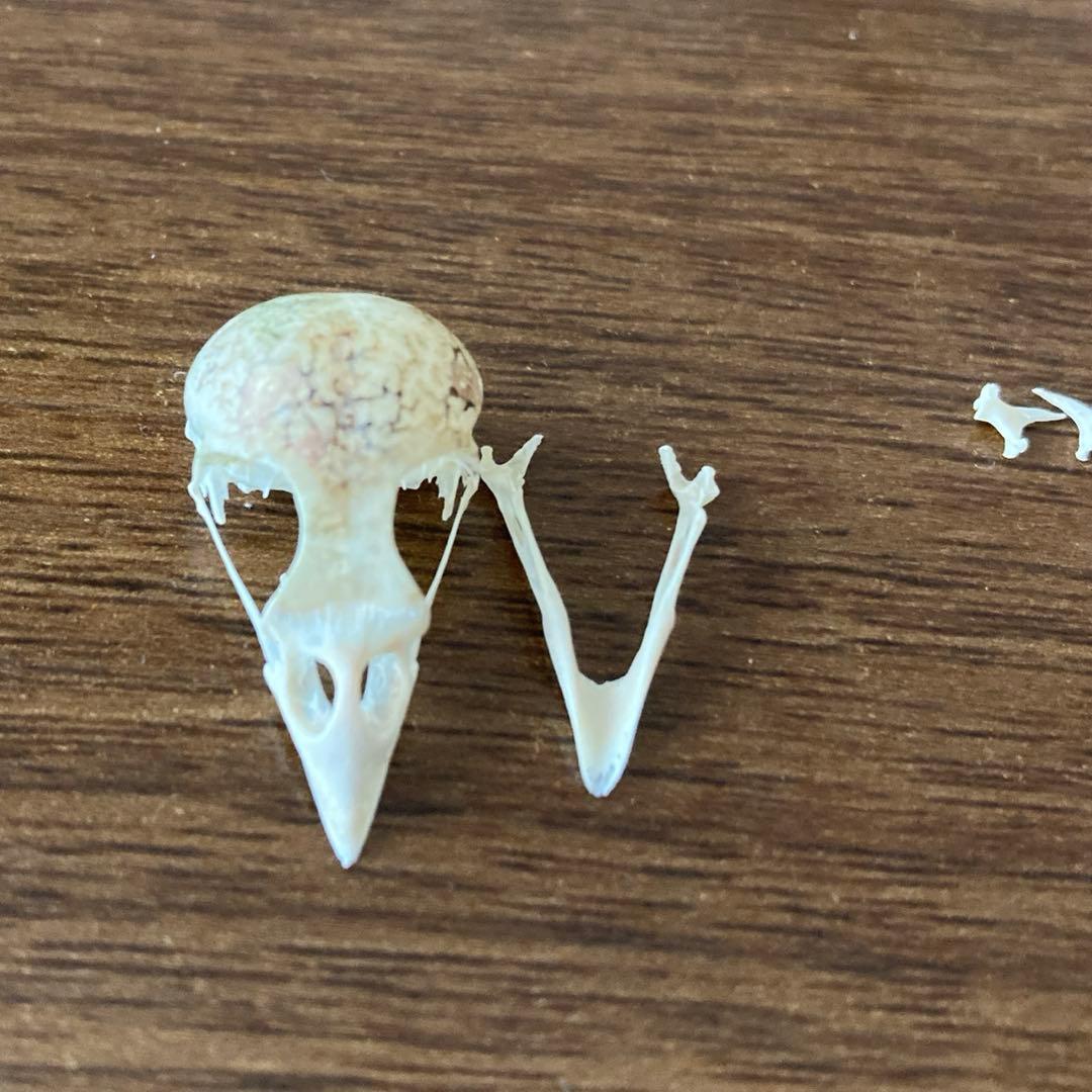 スズメの骨格標本•翼標本