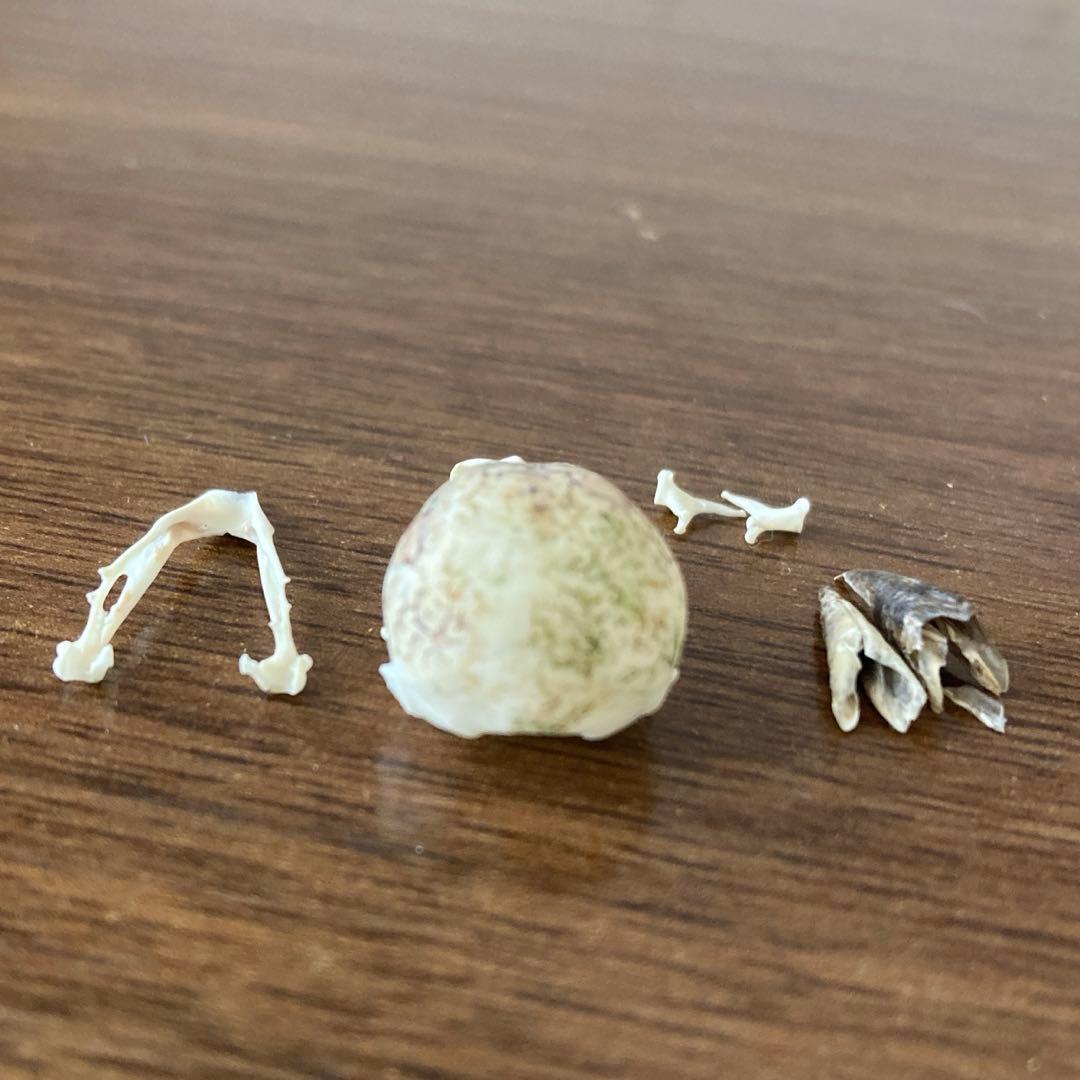 スズメの骨格標本•翼標本