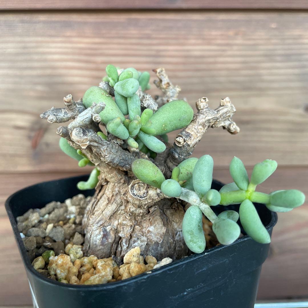 ケラリアピグマエア #39