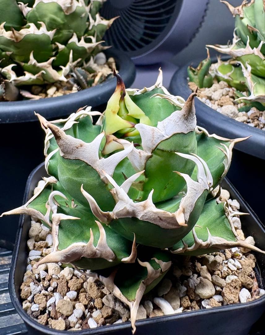 アガベ・チタノタ・赤猫（レッドキャット ウィーズル）