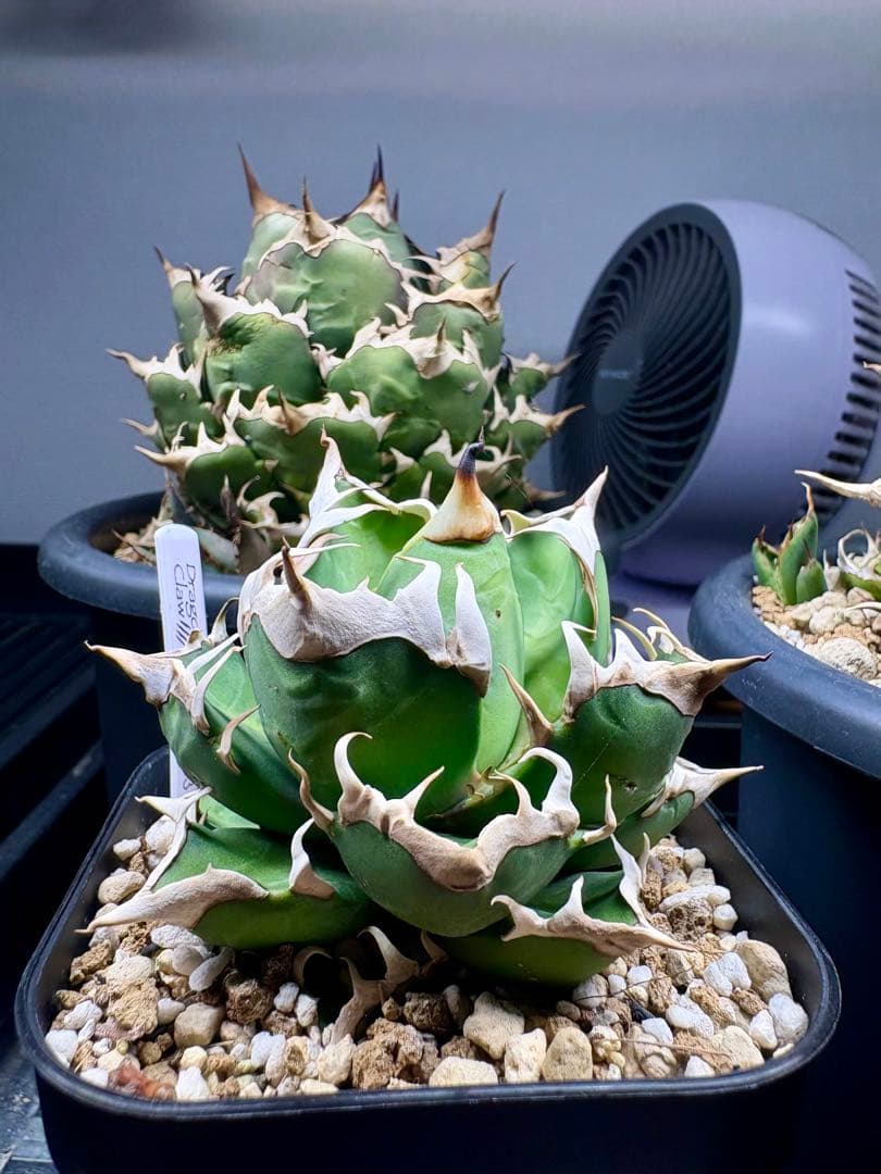 アガベ・チタノタ・赤猫（レッドキャット ウィーズル）