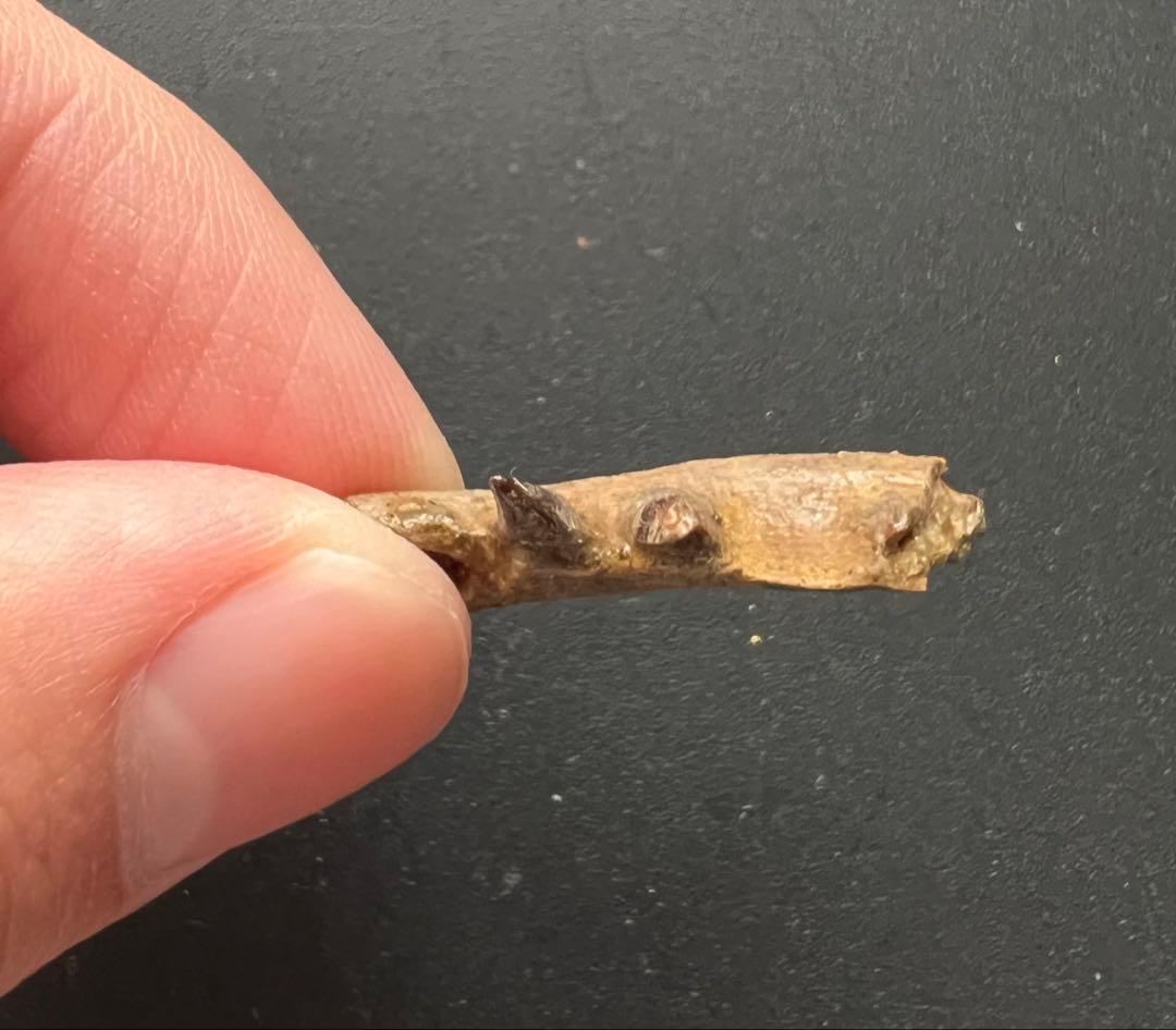 大型トカゲPalaeosaniwaの下顎　爬虫類　化石　白亜紀　アメリカ