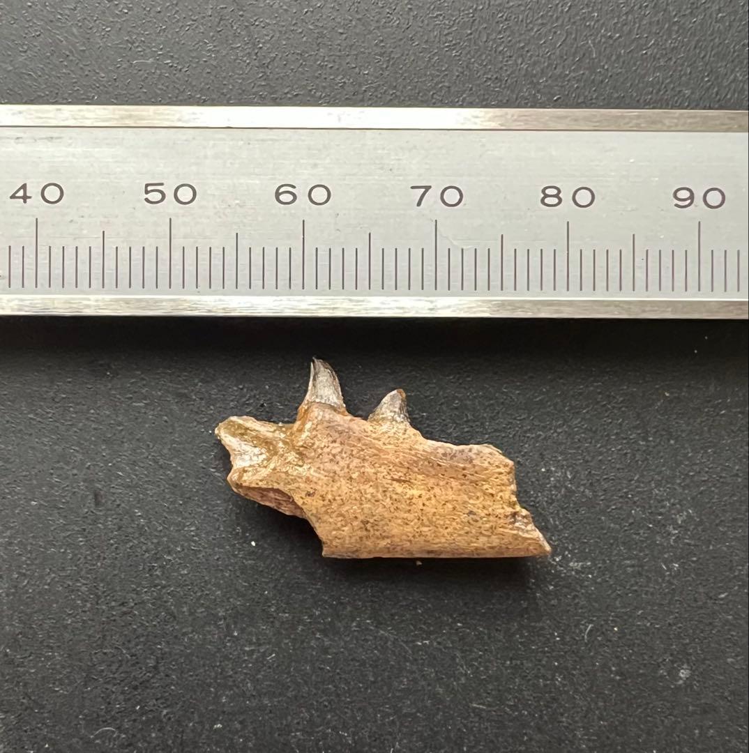 大型トカゲPalaeosaniwaの下顎　爬虫類　化石　白亜紀　アメリカ