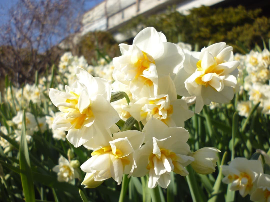 実写⭕️【動作確認済み】Panasonic LUMIX S DMC-S1