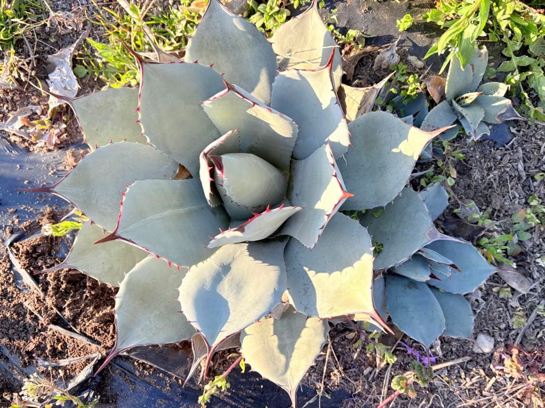アガベ　吉祥天　3子株付き　①