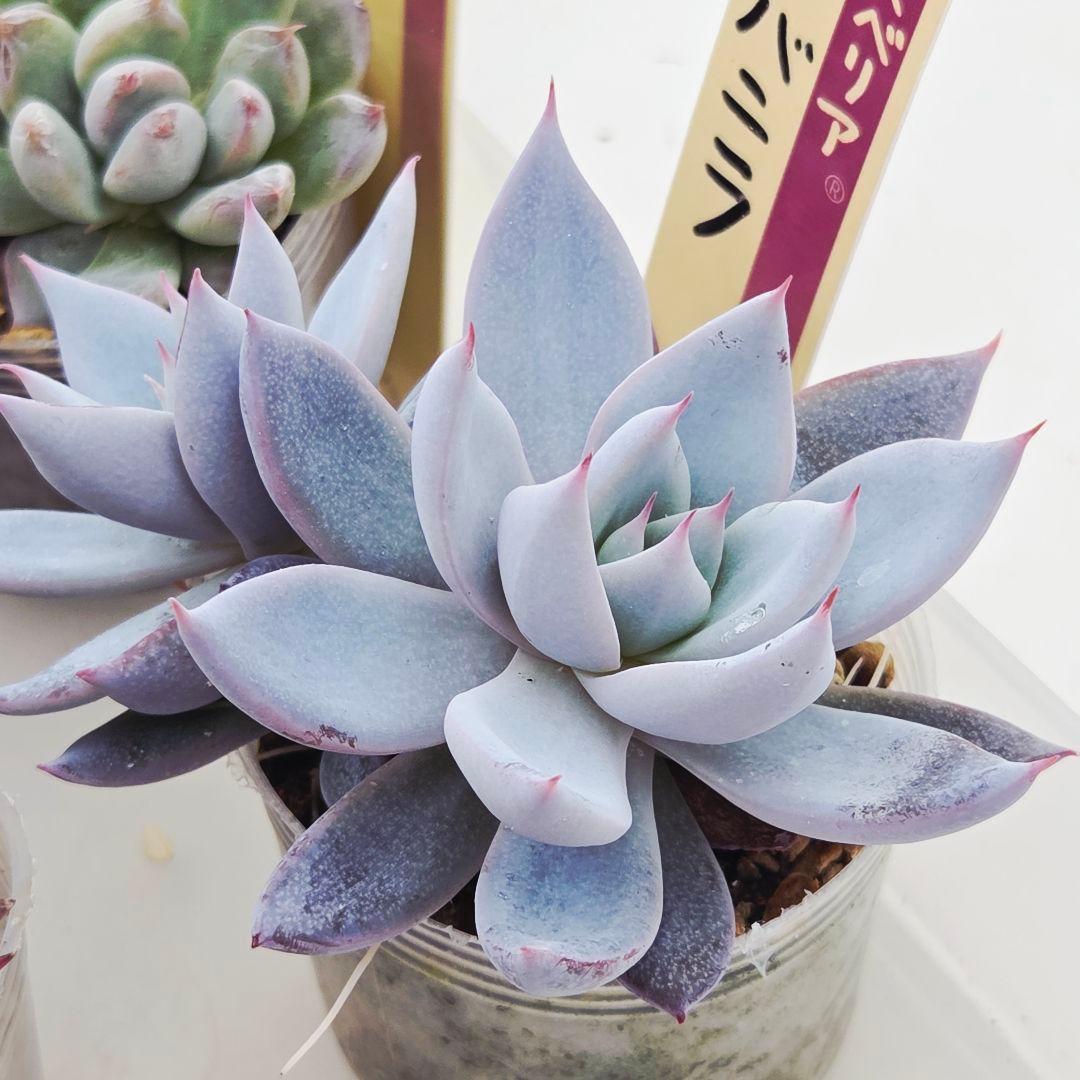 ★*★様 ㉖大きめ苗青鬼❣️ちょこん❣️そわそわ❣️おらいさん発根済 6苗メルカ