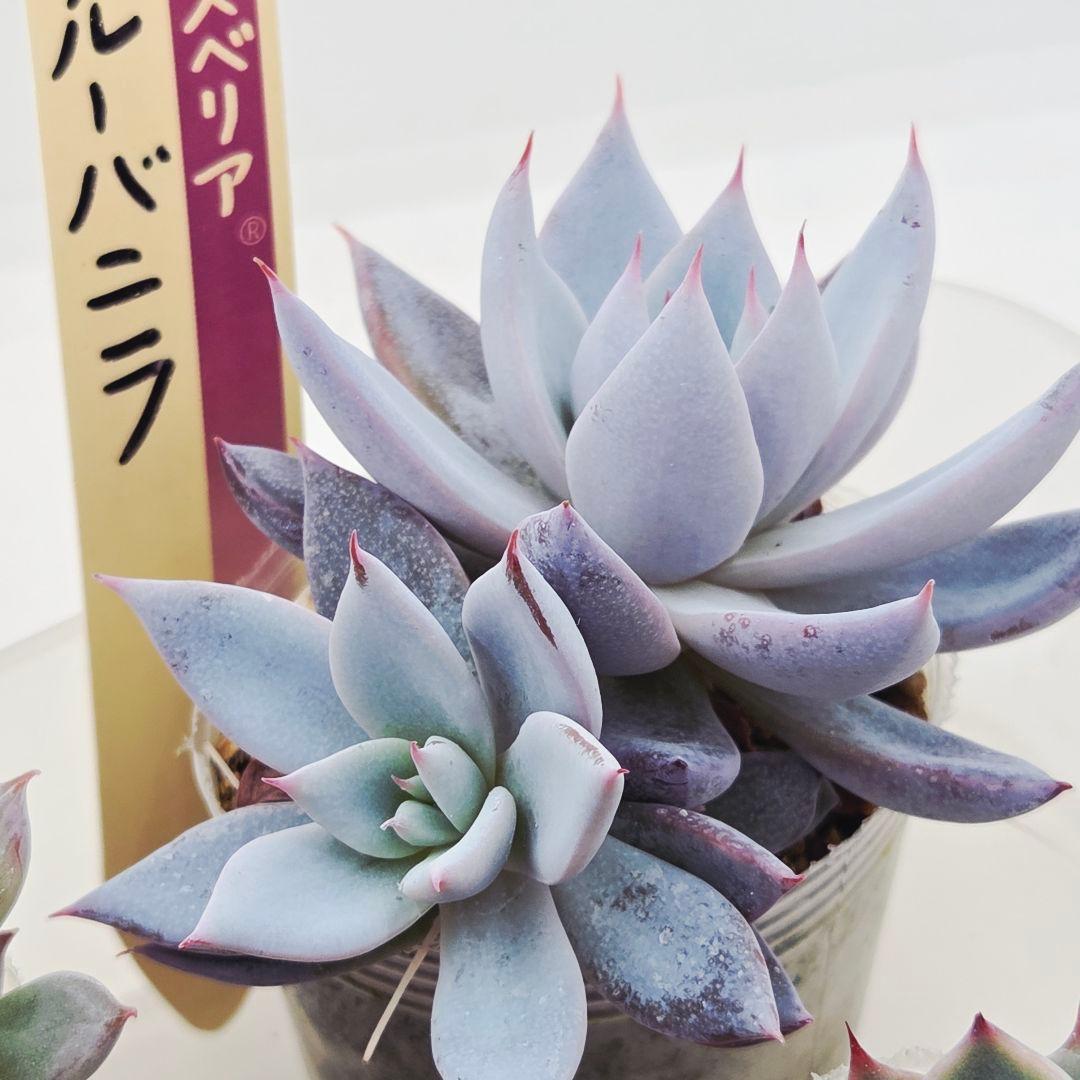 ★*★様 ㉖大きめ苗青鬼❣️ちょこん❣️そわそわ❣️おらいさん発根済 6苗メルカ