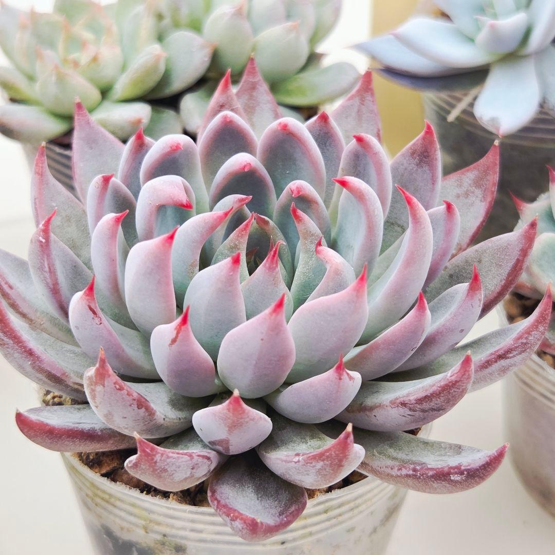 ★*★様 ㉖大きめ苗青鬼❣️ちょこん❣️そわそわ❣️おらいさん発根済 6苗メルカ