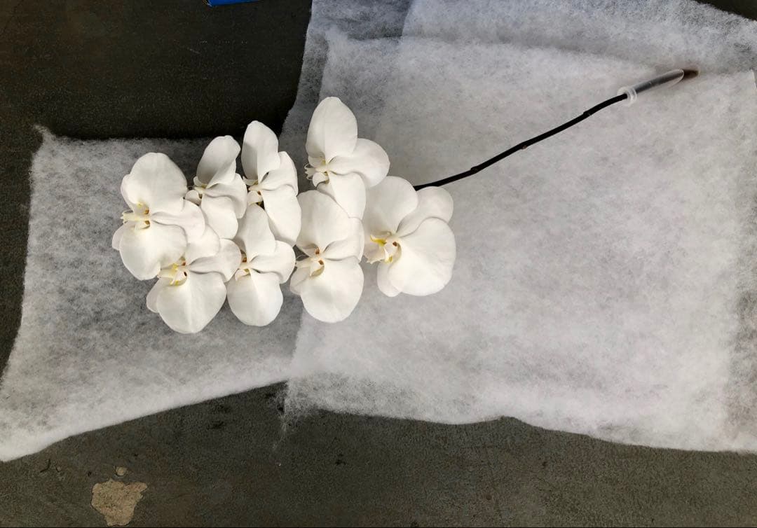 お得なセット 毎日入荷胡蝶蘭2ケース