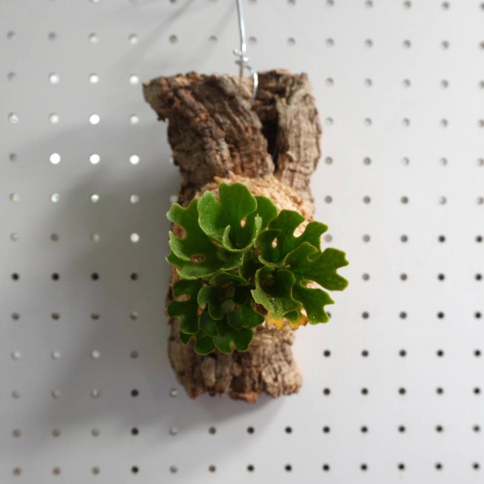 ビカクシダ リドレイ ドワーフ シルバー 小株　板付