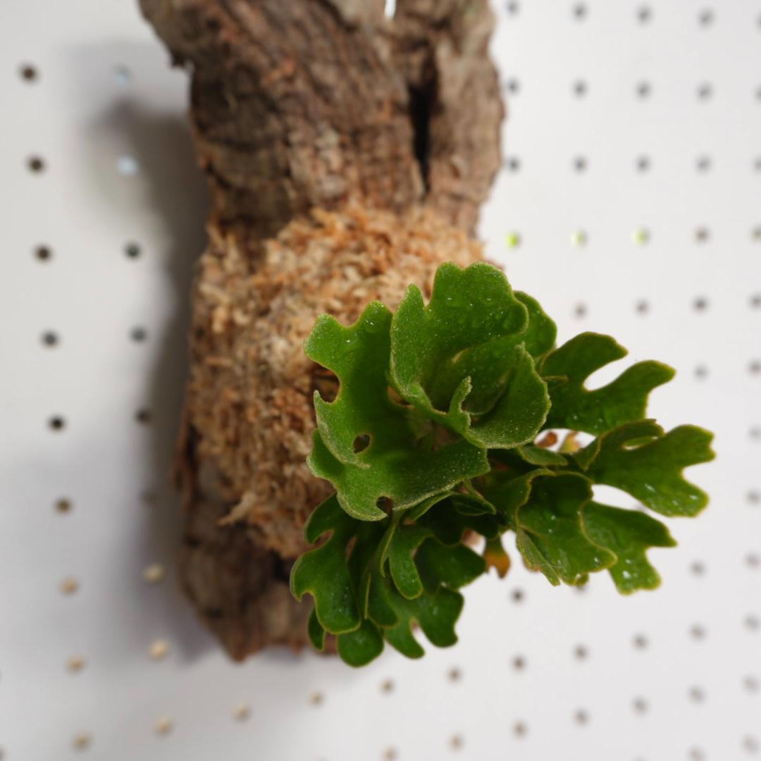 ビカクシダ リドレイ ドワーフ シルバー 小株　板付