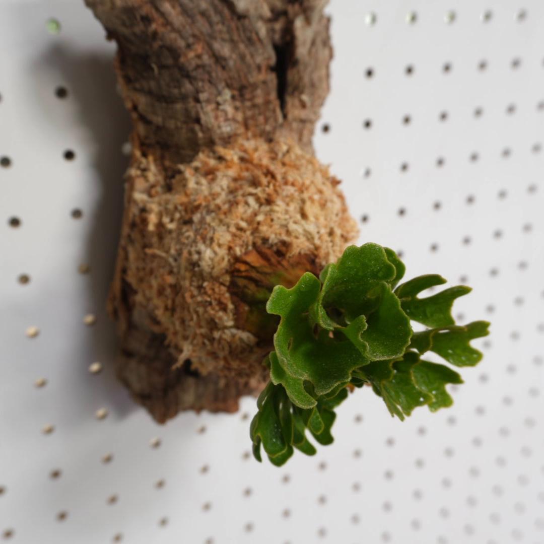 ビカクシダ リドレイ ドワーフ シルバー 小株　板付