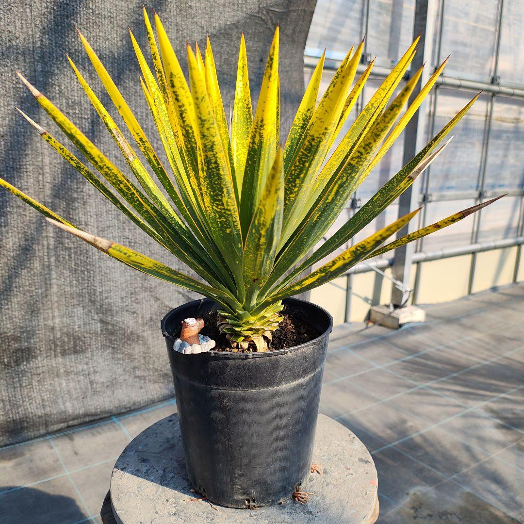 ユッカ　グロリオサ　散り斑