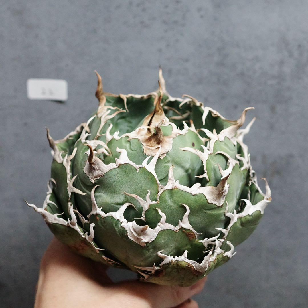 アガベ　チタノタ　オテロイ　白鯨　ワイド　太鋸歯　大株　22