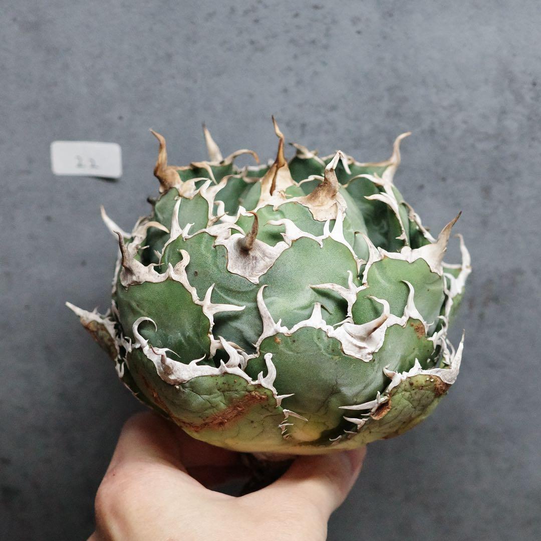 アガベ　チタノタ　オテロイ　白鯨　ワイド　太鋸歯　大株　22