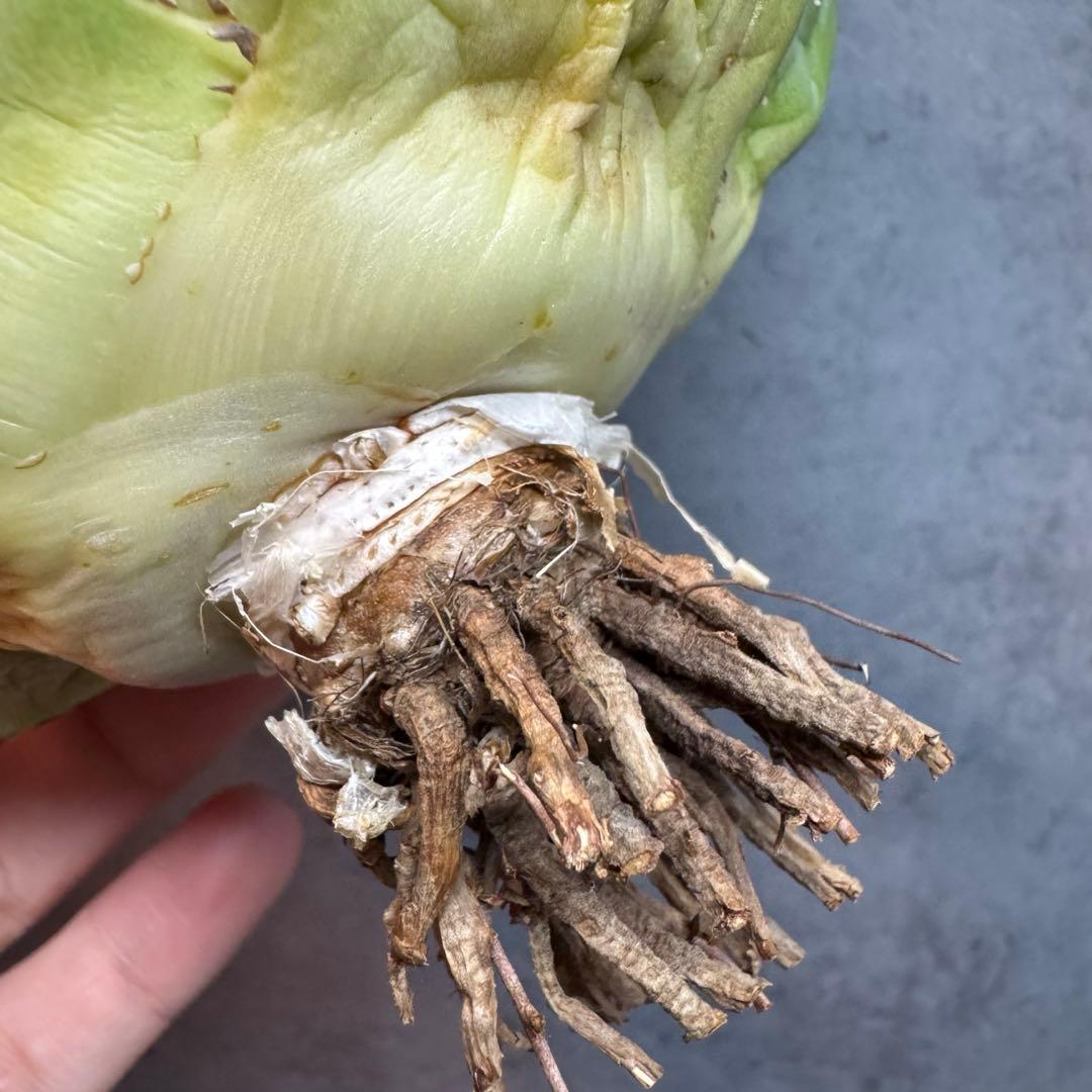 アガベ　チタノタ　オテロイ　白鯨　ワイド　太鋸歯　大株　22