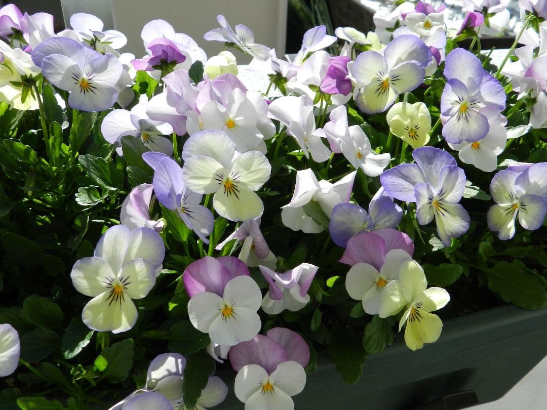 Nikon COOLPIX P500 デジタルカメラ