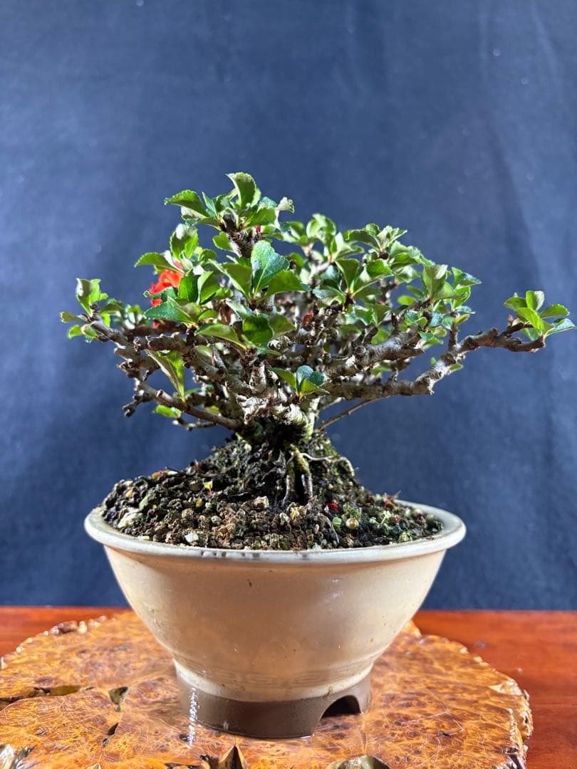 小品盆栽、長寿梅、株立ち作り、花、花芽付き 目立った傷や汚れなし