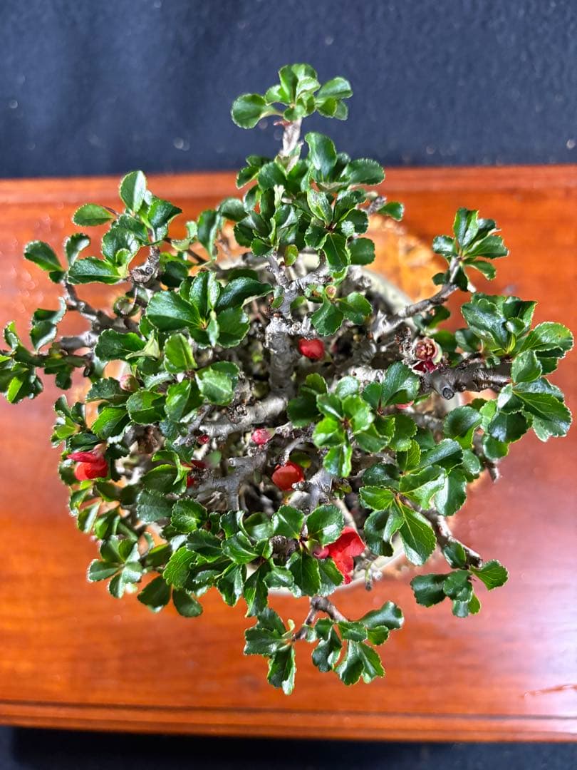 小品盆栽、長寿梅、株立ち作り、花、花芽付き 目立った傷や汚れなし