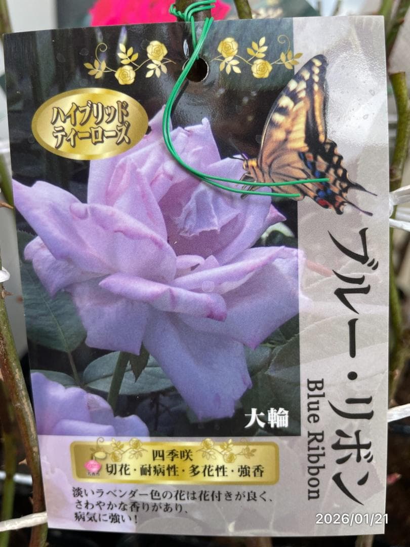 四季咲き　　バラ　　14株